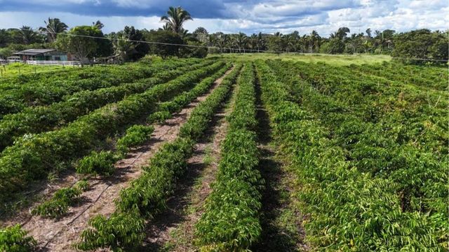 Tecnologia da Empaer chega ao campo e renova a esperança de produtores em Cotriguaçu