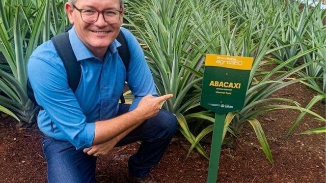Pesquisadores desenvolvem cultivares de abacaxis com foco em resistência e produtividade em MT